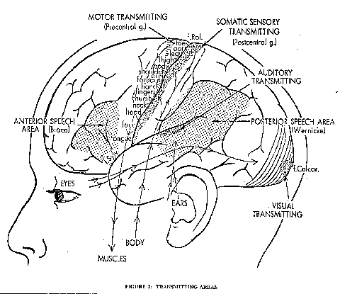 Cerebral Area